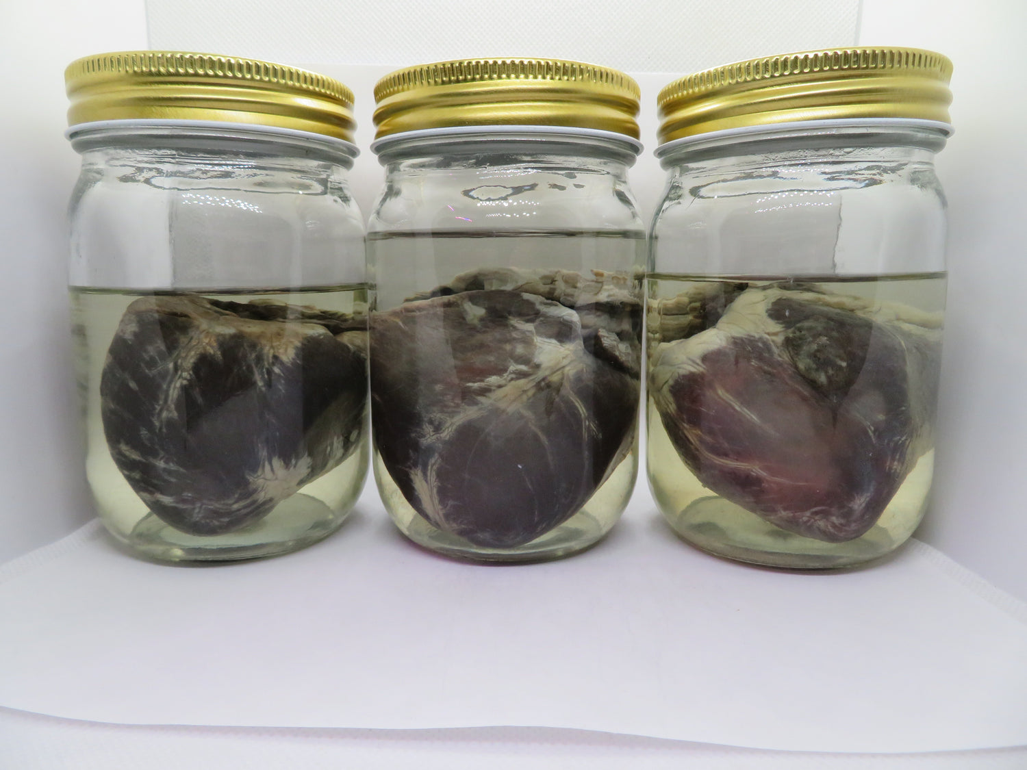 Wet Specimens