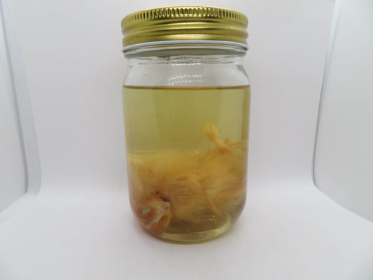 Baby Chicken Wet Specimen