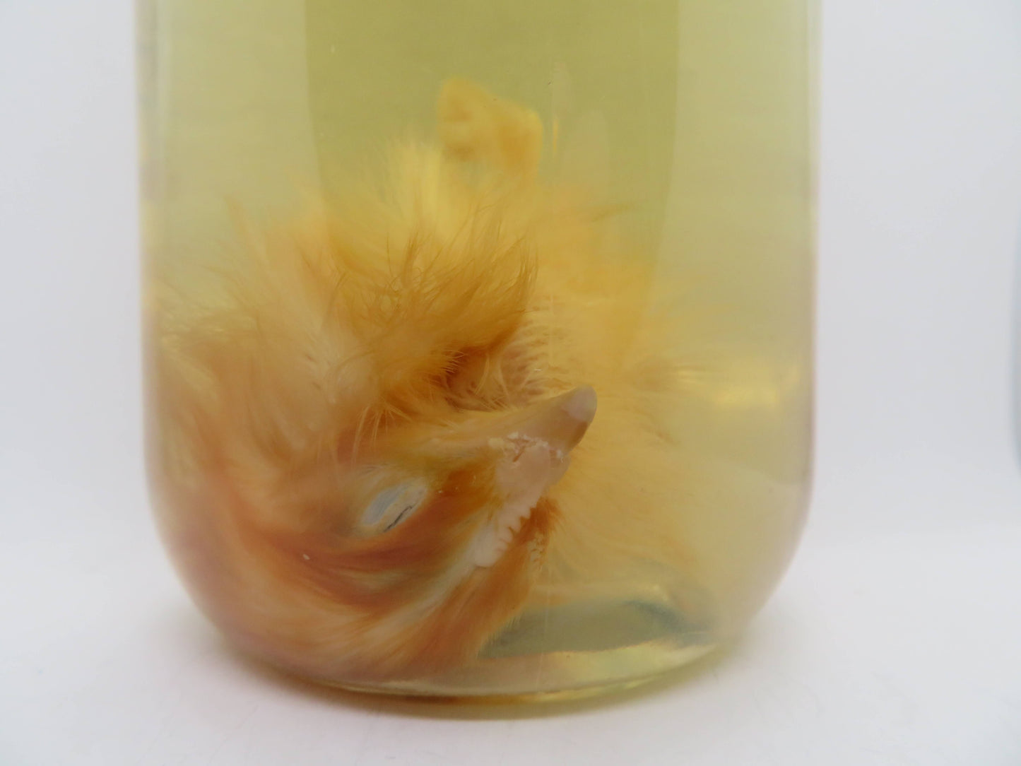 Baby Chicken Wet Specimen