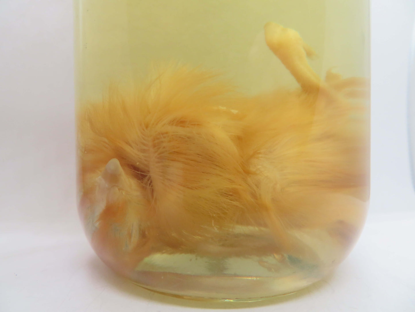 Baby Chicken Wet Specimen