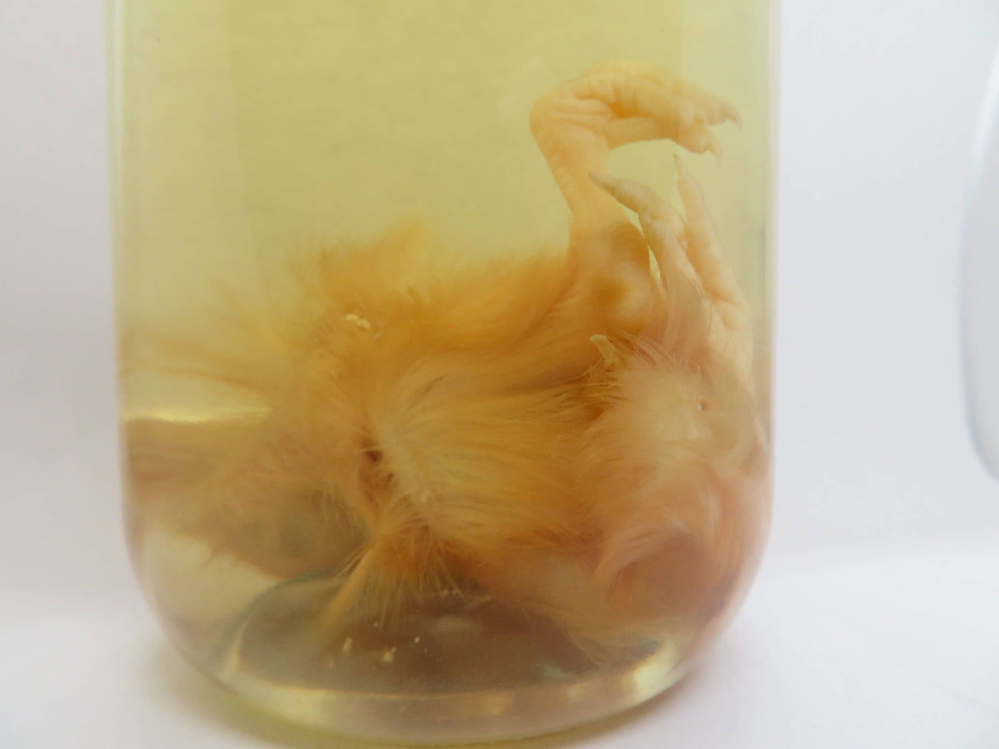 Baby Chicken Wet Specimen