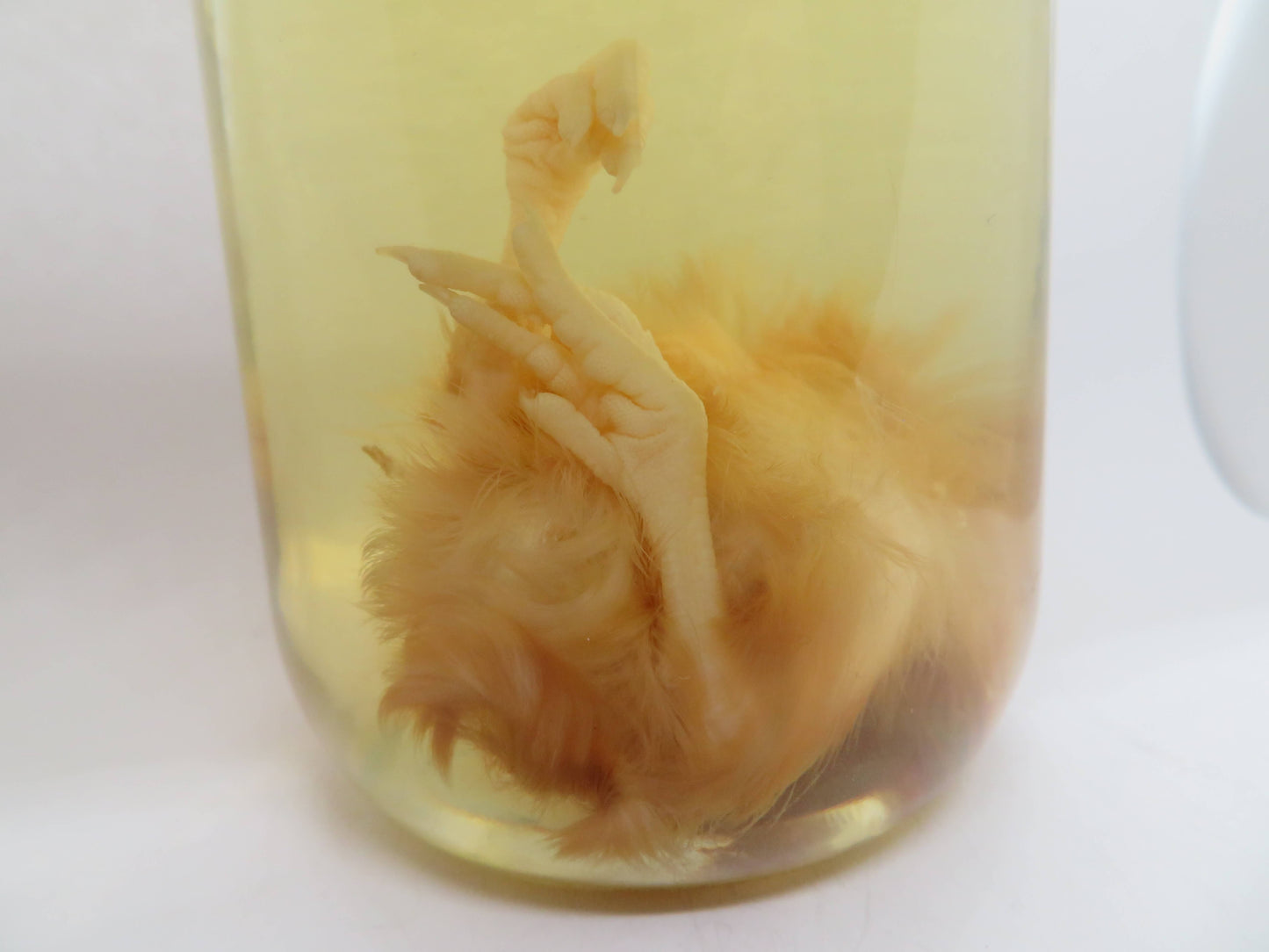 Baby Chicken Wet Specimen
