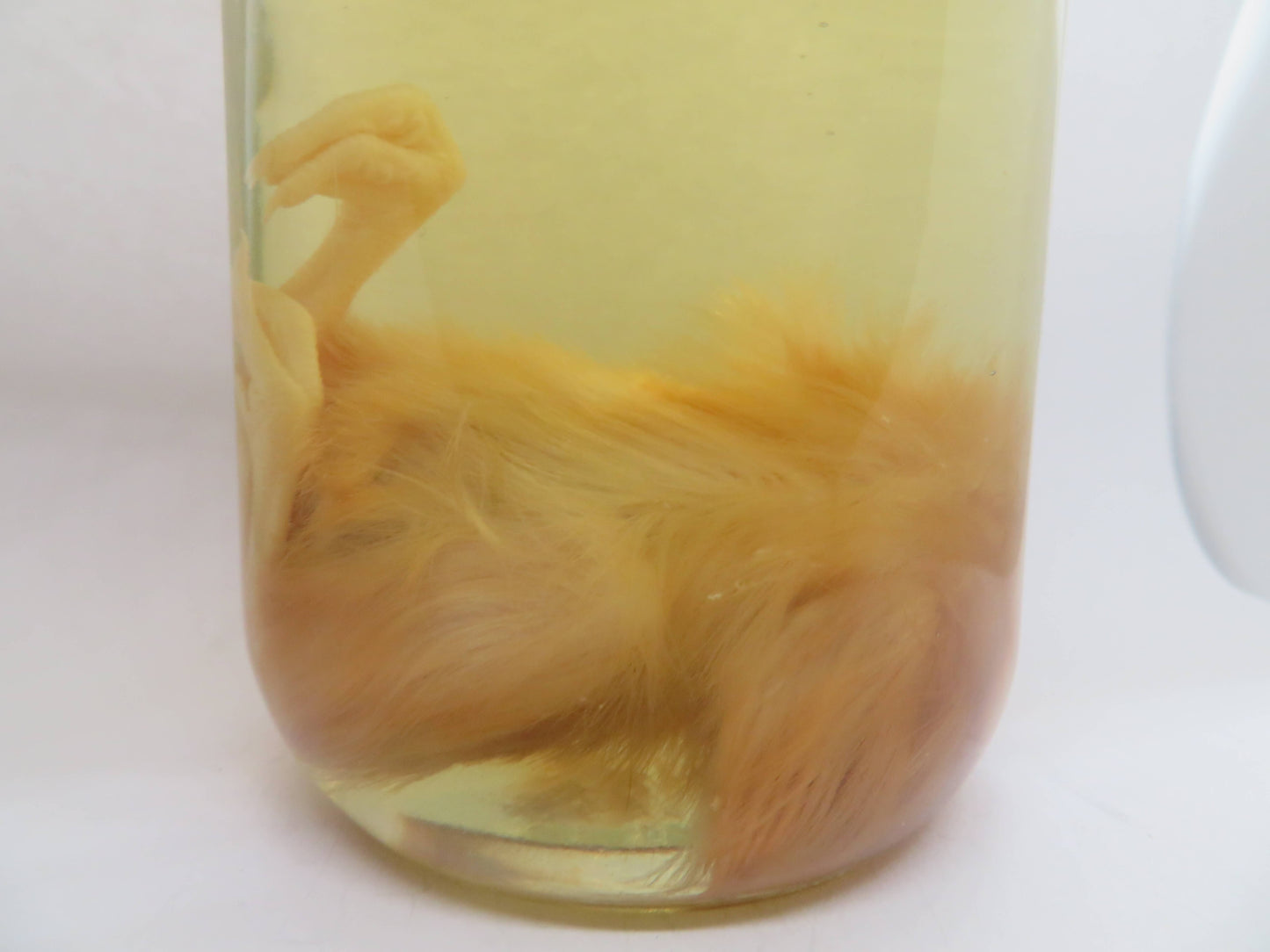 Baby Chicken Wet Specimen