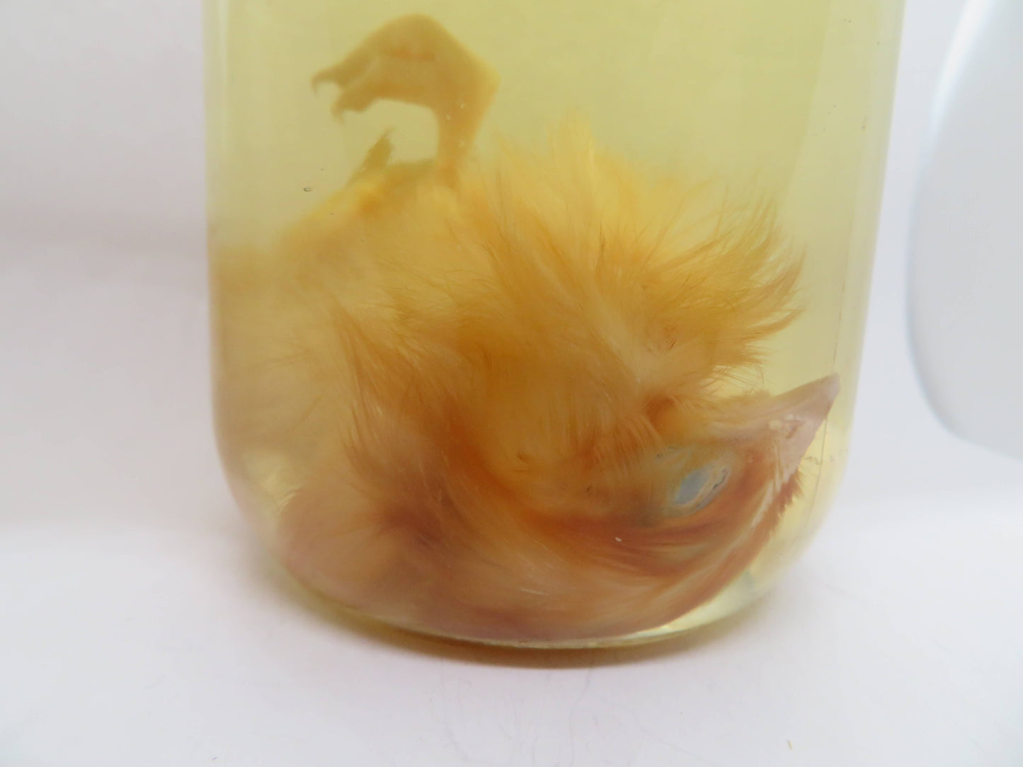 Baby Chicken Wet Specimen