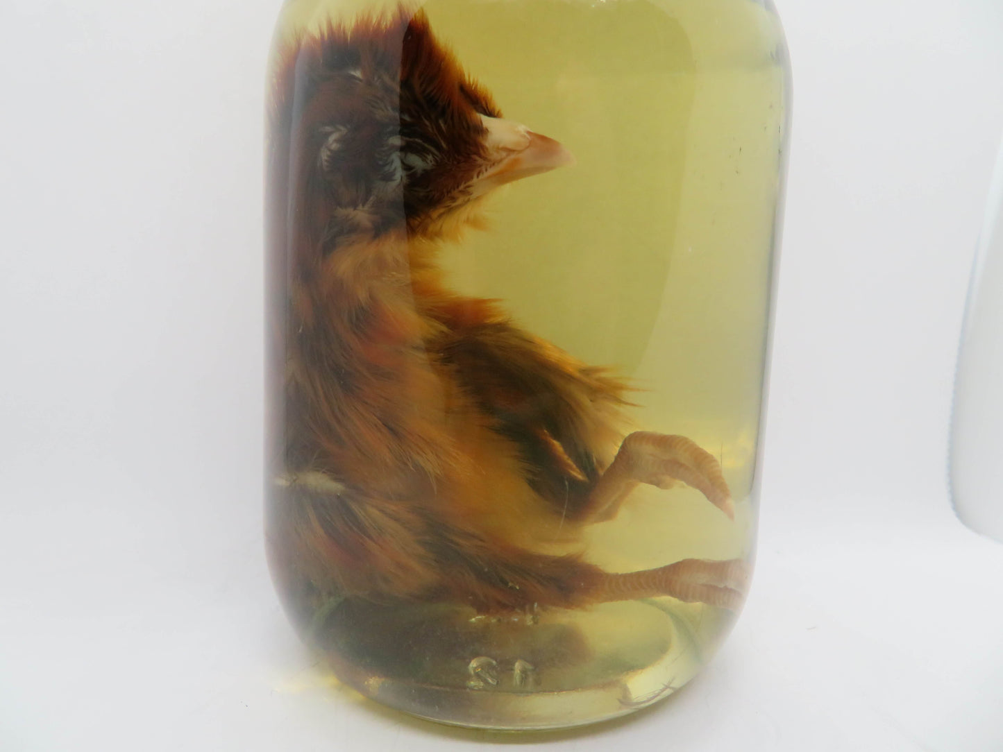 Baby Chicken Wet Specimen 2