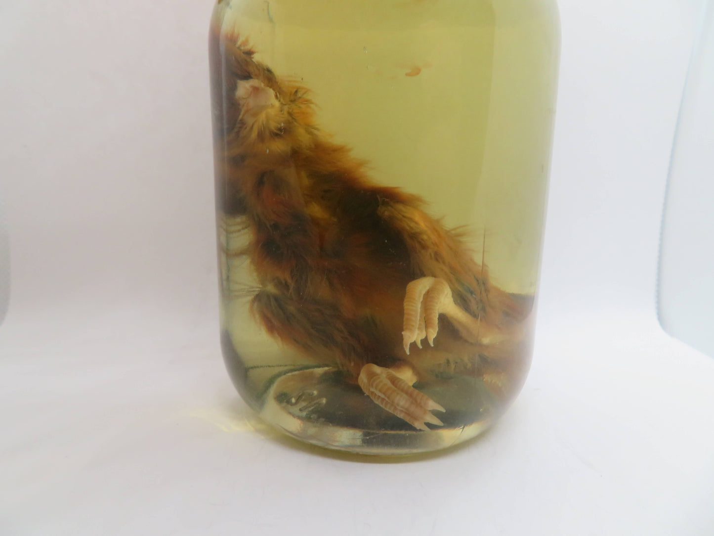 Baby Chicken Wet Specimen 2