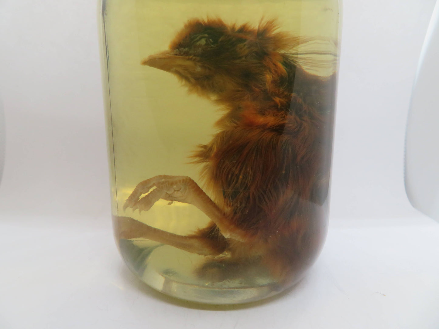 Baby Chicken Wet Specimen 2