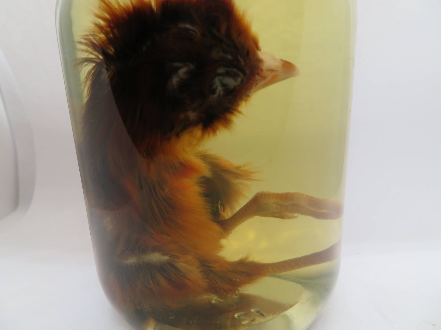 Baby Chicken Wet Specimen 2