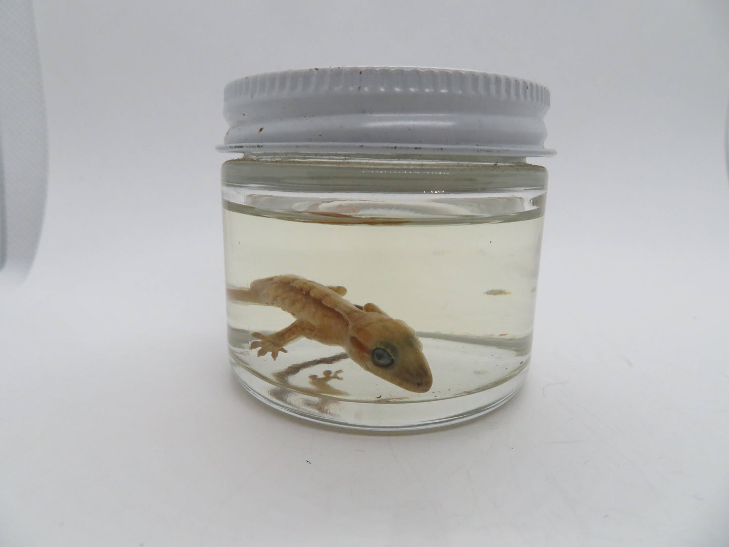 Baby Crested Gecko Wet Specimen