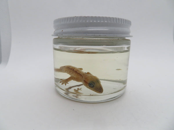 Baby Crested Gecko Wet Specimen