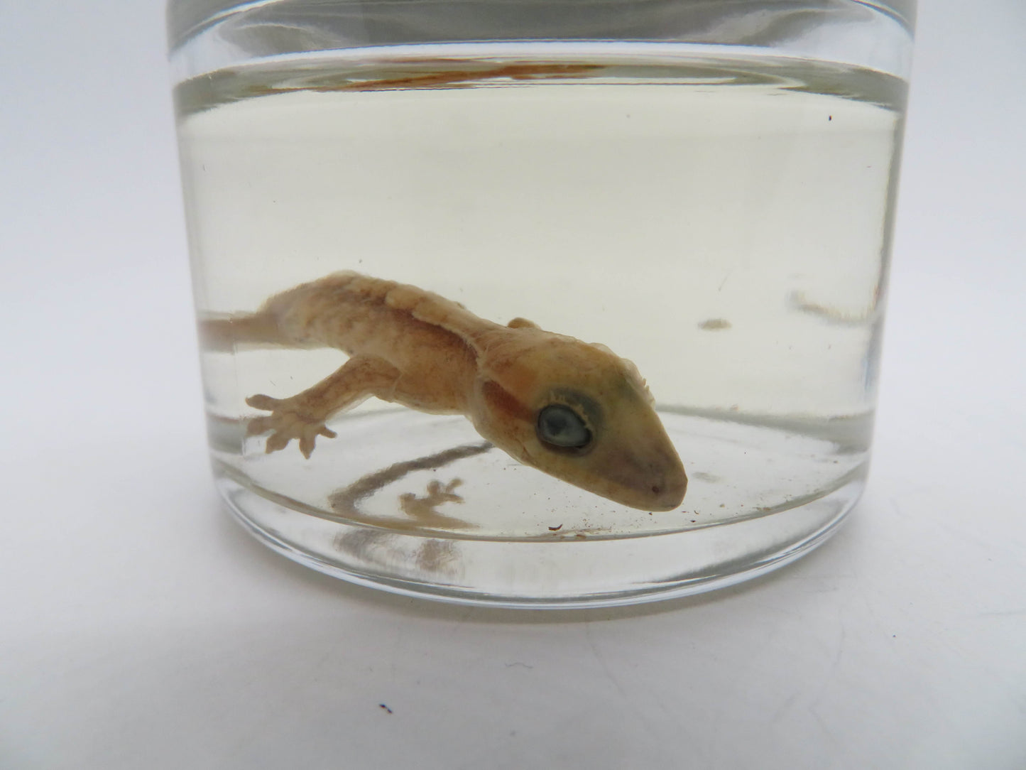 Baby Crested Gecko Wet Specimen