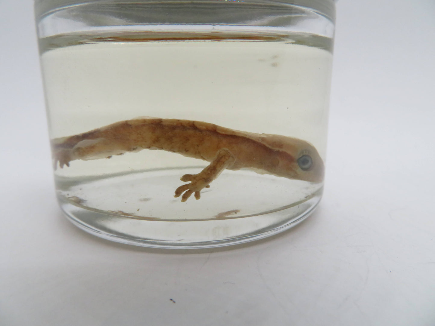 Baby Crested Gecko Wet Specimen