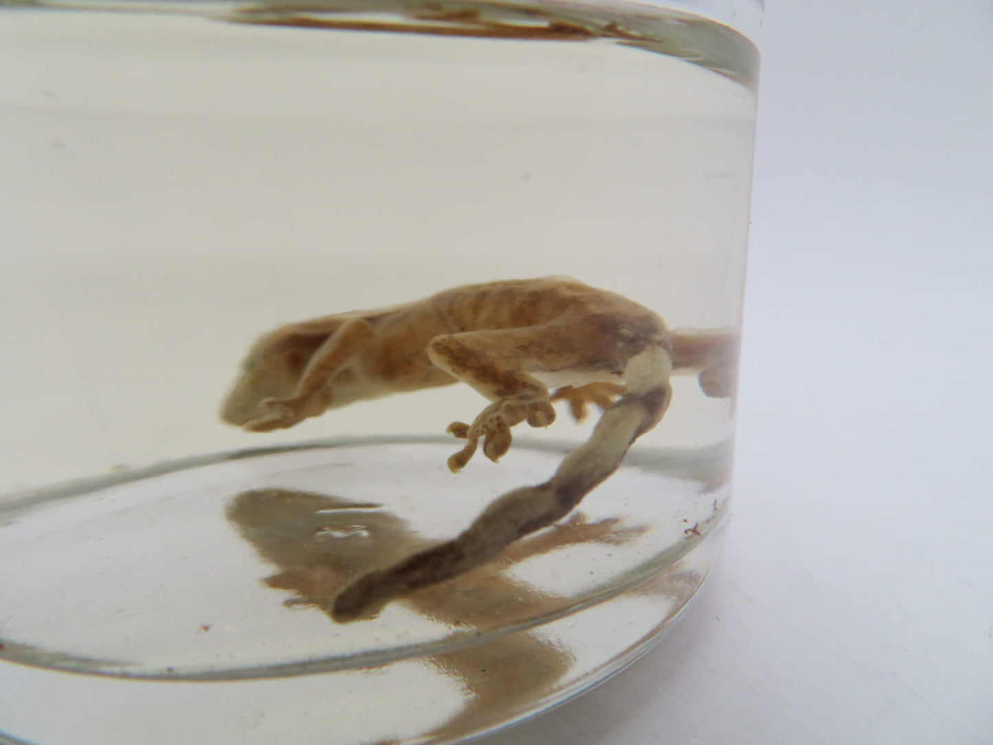 Baby Crested Gecko Wet Specimen