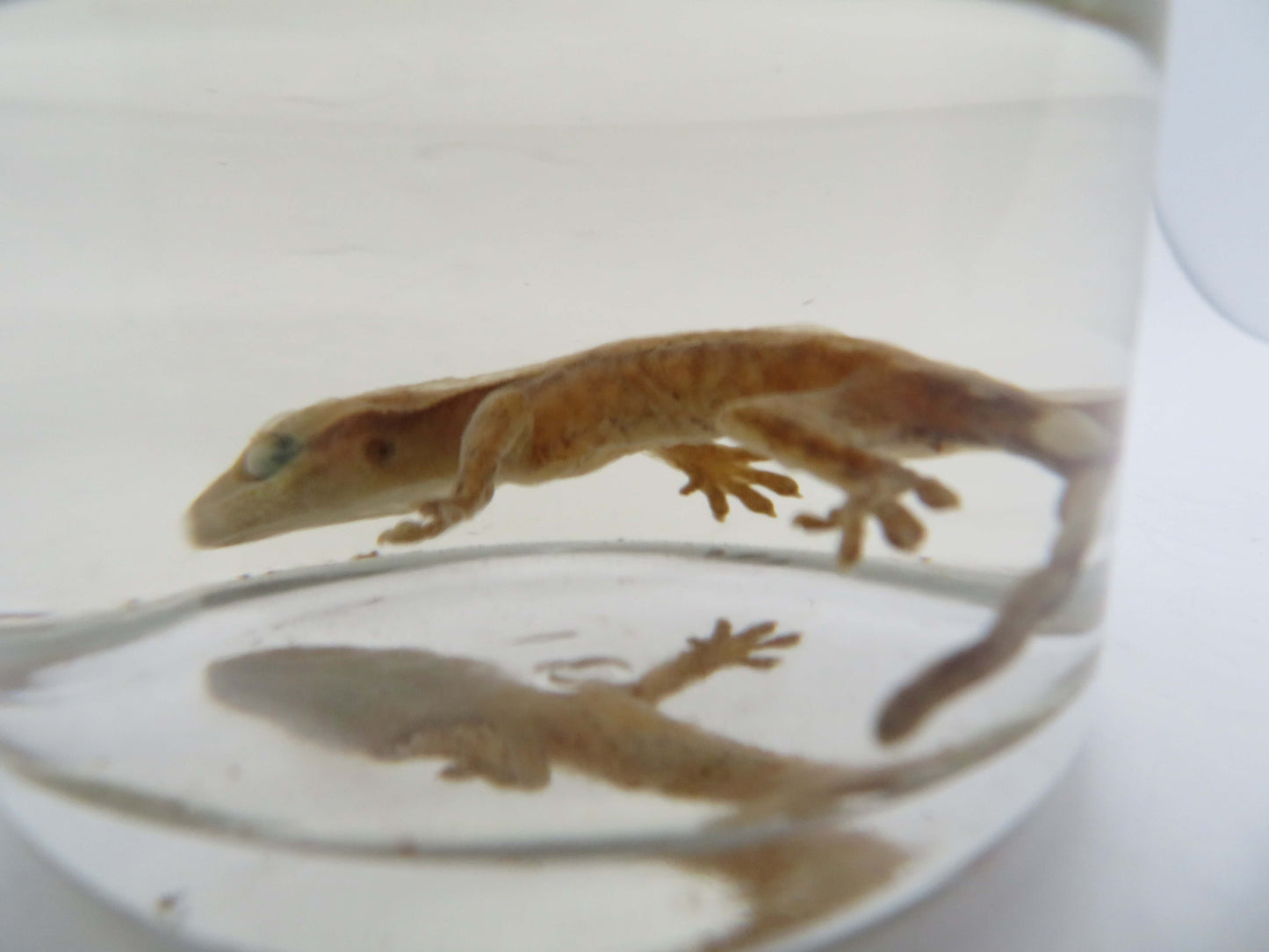 Baby Crested Gecko Wet Specimen