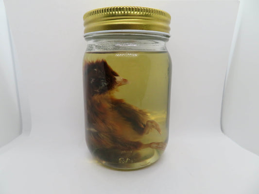 Baby Chicken Wet Specimen 2