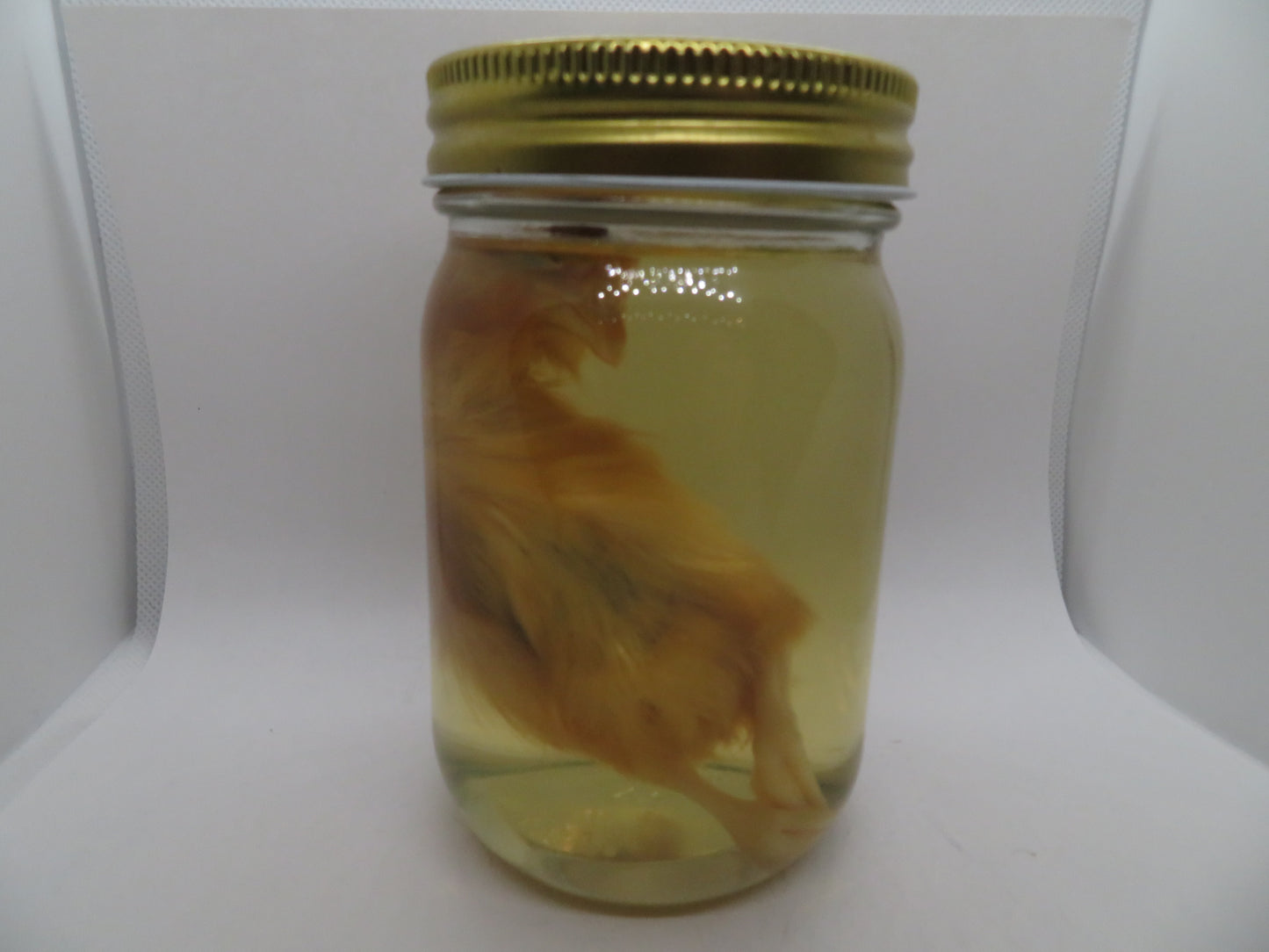 Baby Chicken Wet Specimen 3
