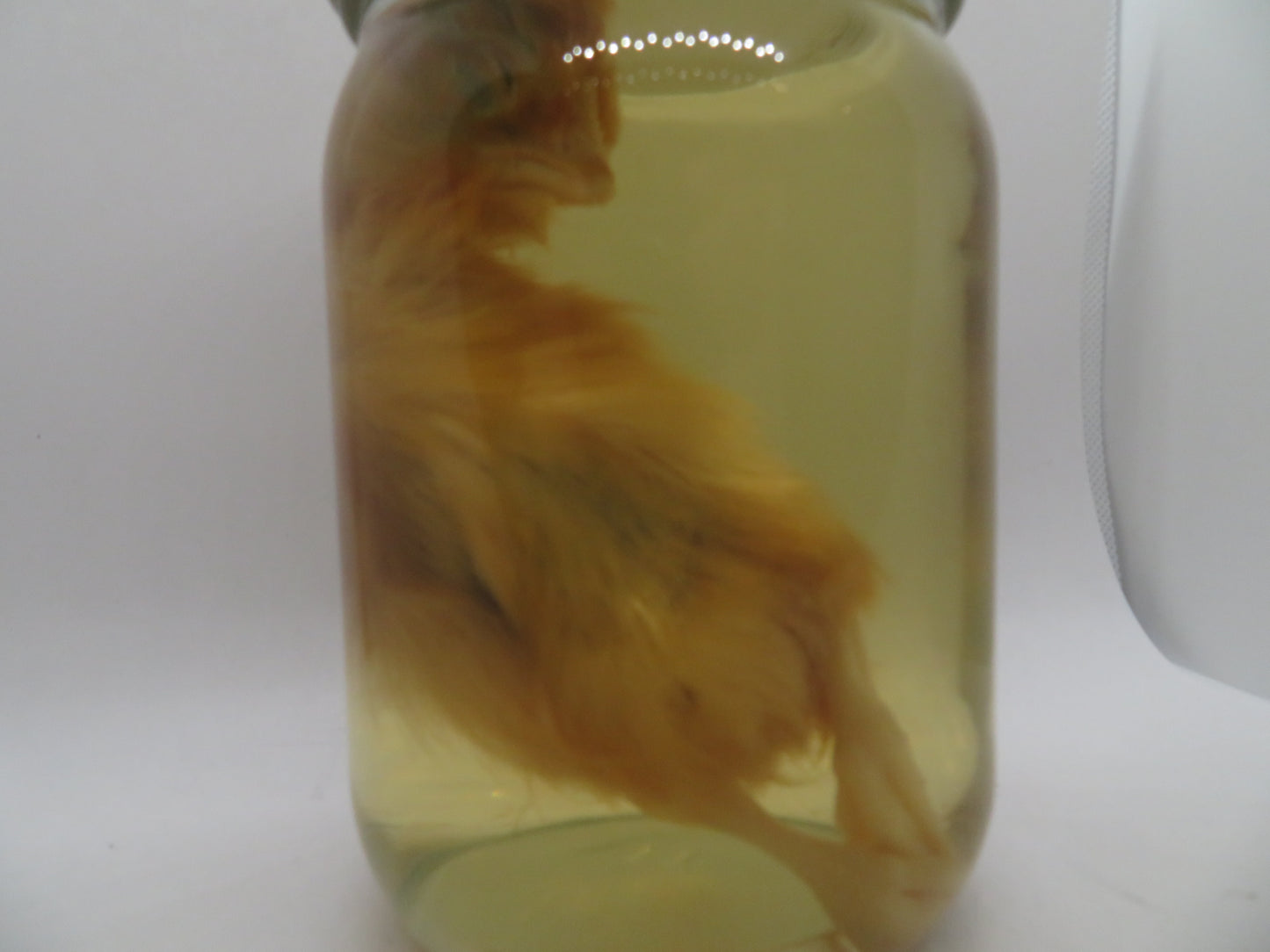 Baby Chicken Wet Specimen 3