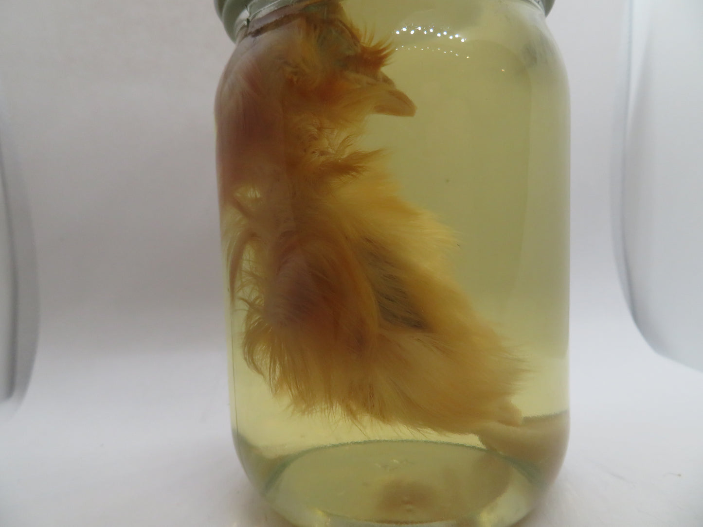 Baby Chicken Wet Specimen 3