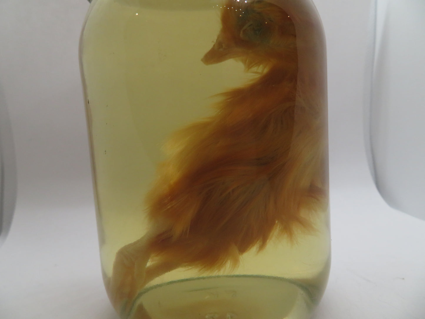 Baby Chicken Wet Specimen 3