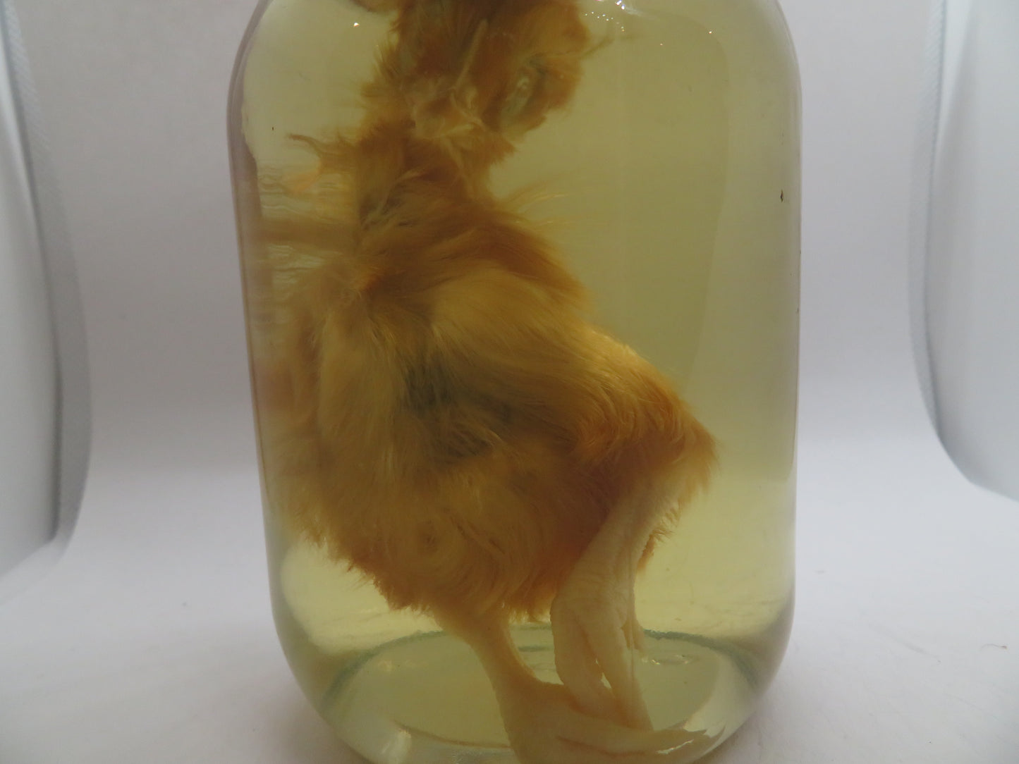 Baby Chicken Wet Specimen 3