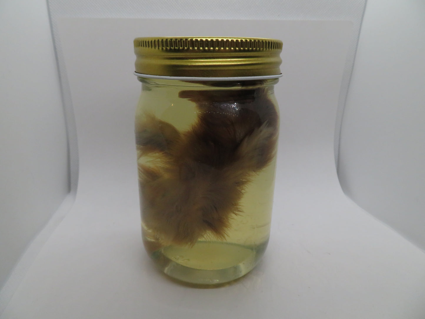 Baby Chicken Wet Specimen 4