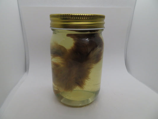 Baby Chicken Wet Specimen 4