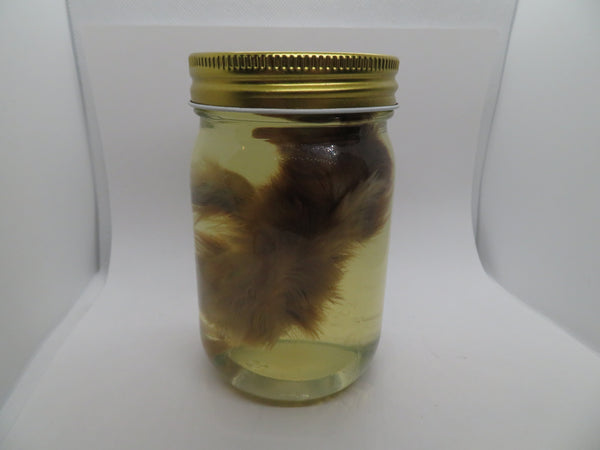 Baby Chicken Wet Specimen 4