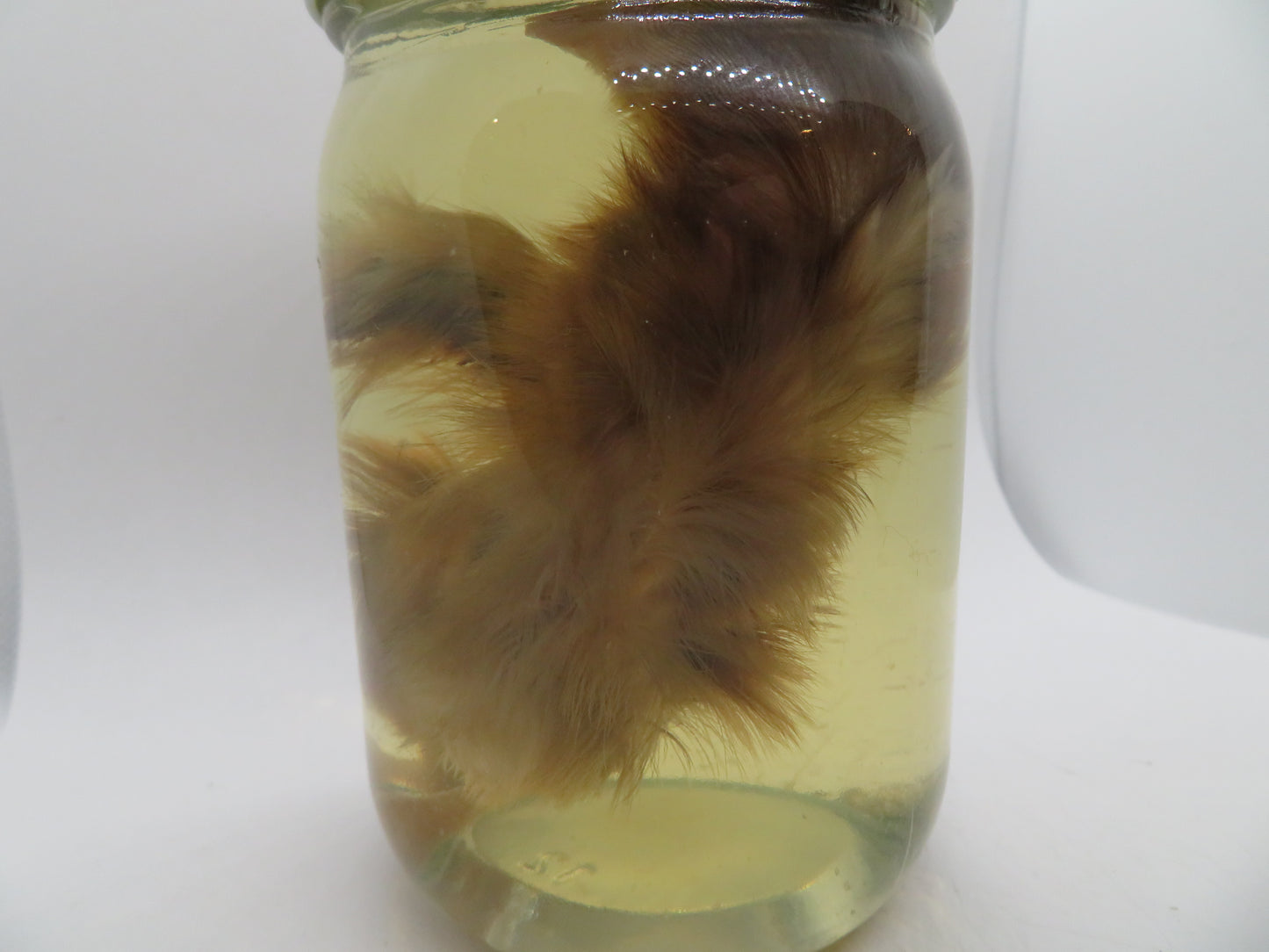 Baby Chicken Wet Specimen 4