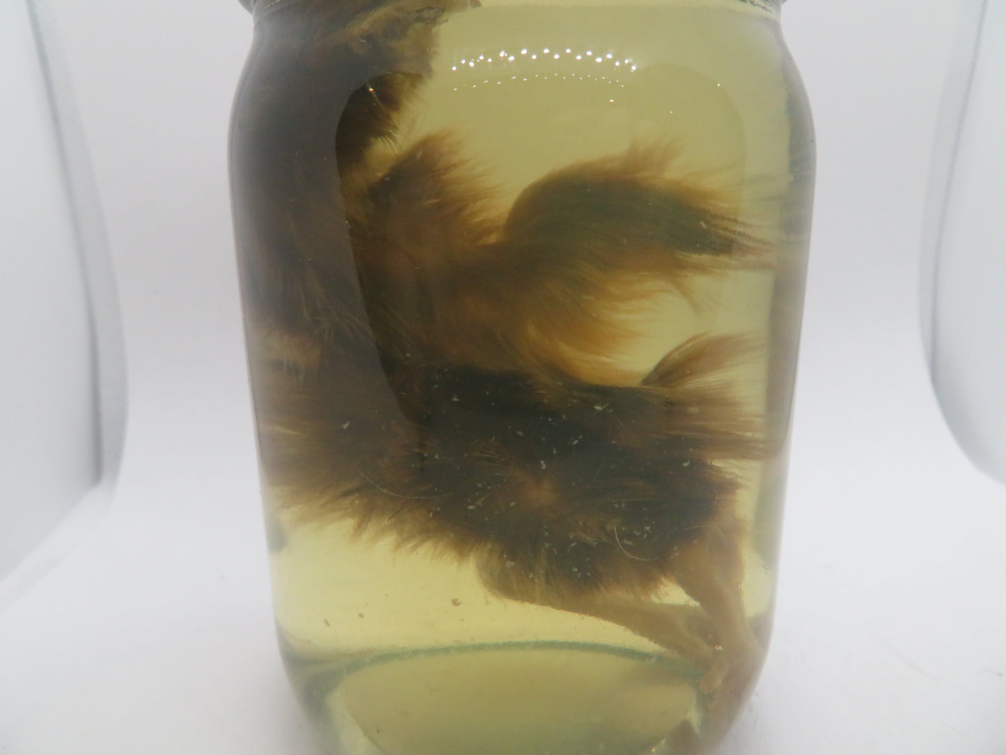 Baby Chicken Wet Specimen 4