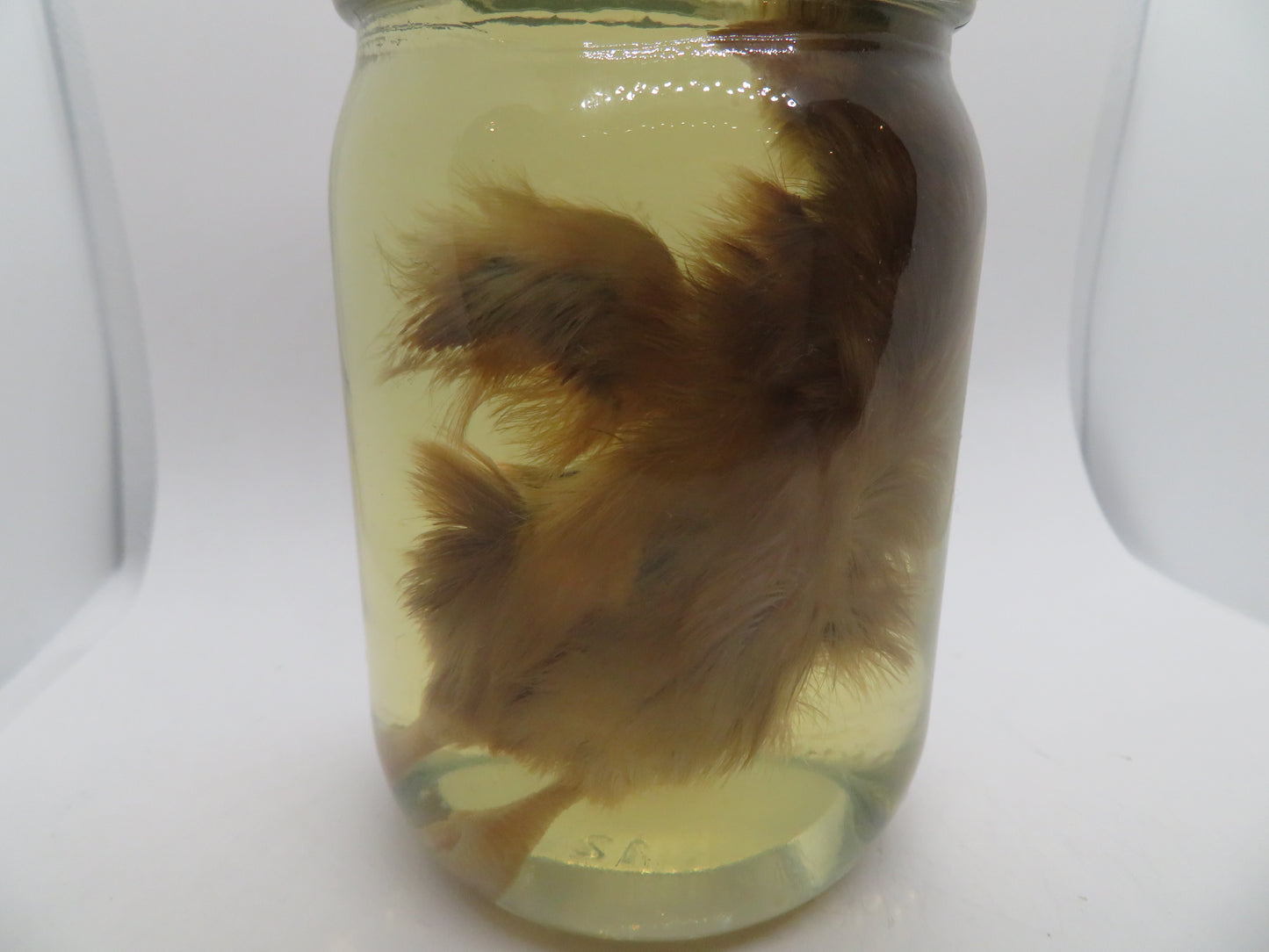 Baby Chicken Wet Specimen 4