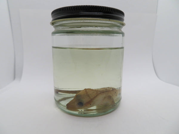 Crested Gecko Wet specimen