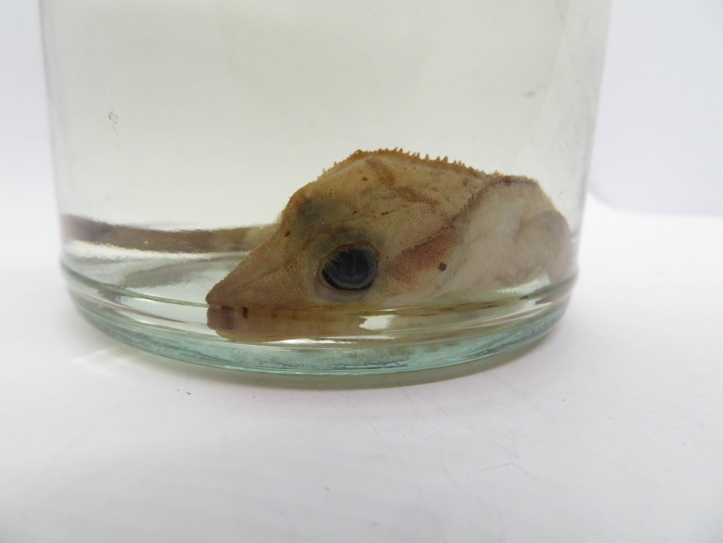 Crested Gecko Wet specimen