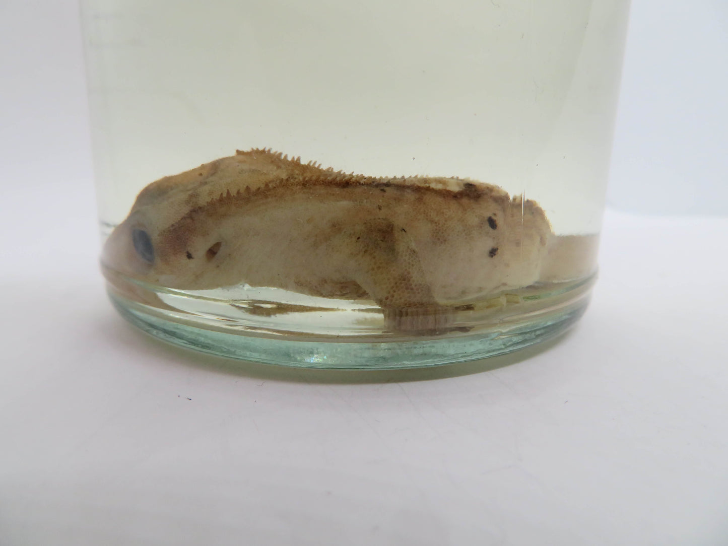 Crested Gecko Wet specimen