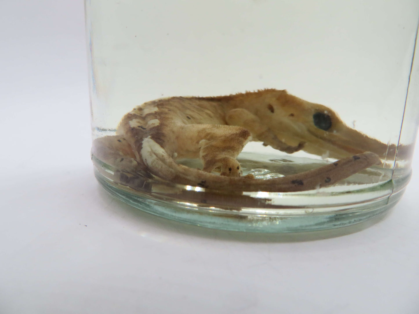 Crested Gecko Wet specimen
