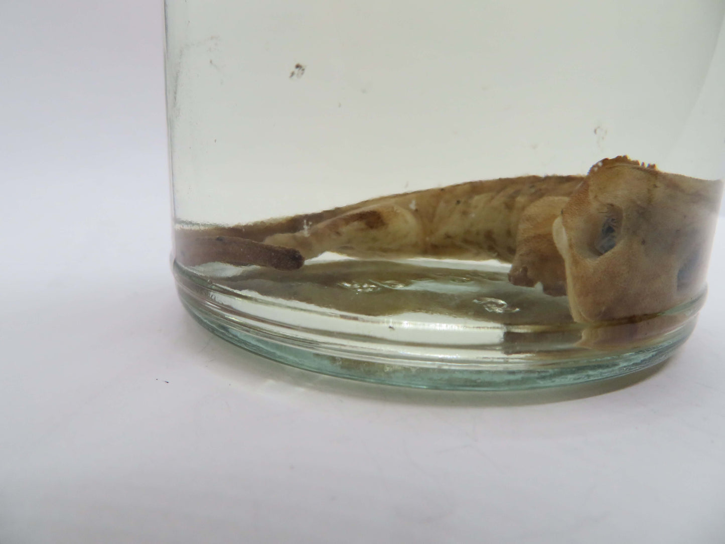 Crested Gecko Wet specimen