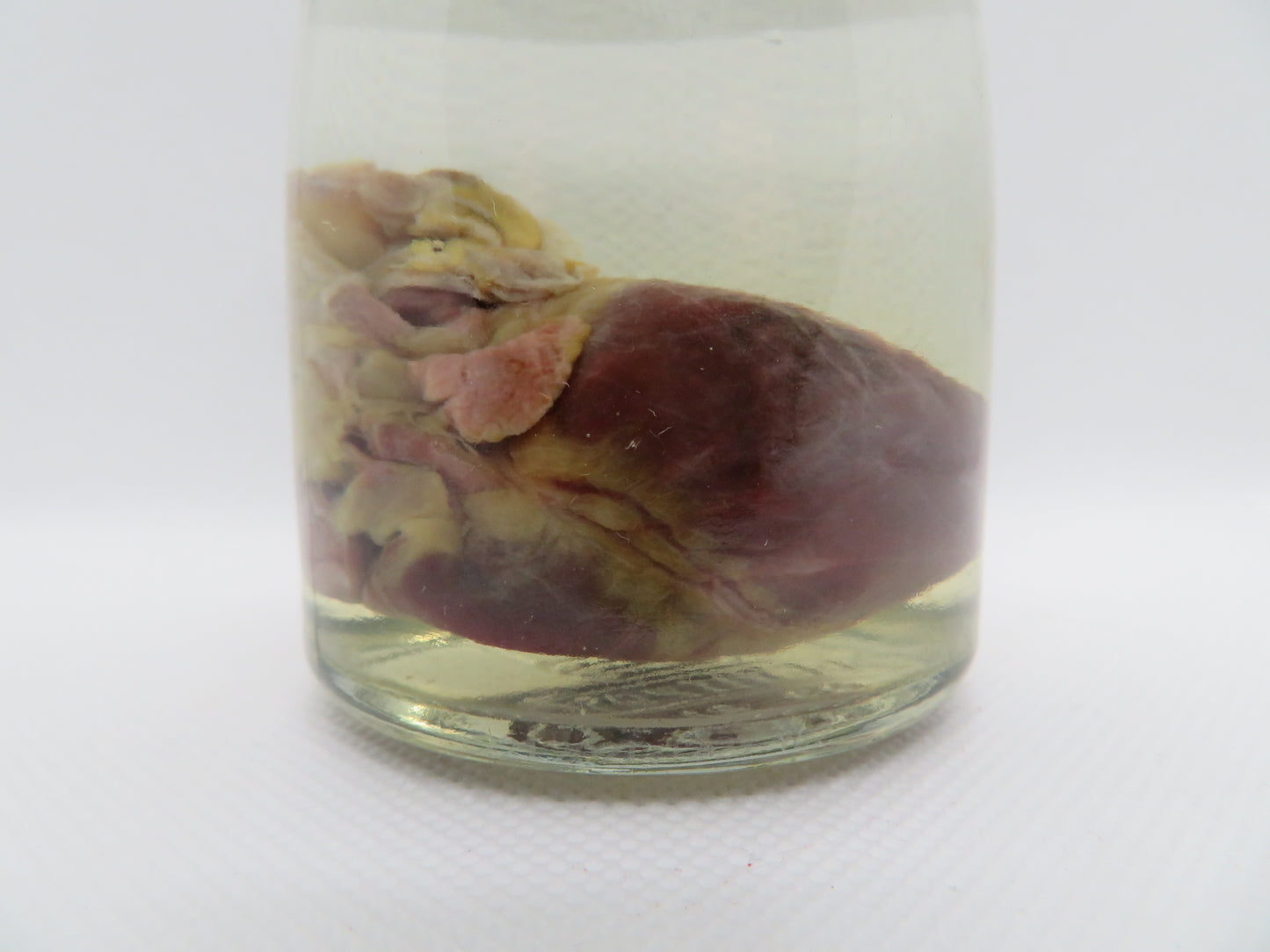 Raccoon Heart (Small) (A)