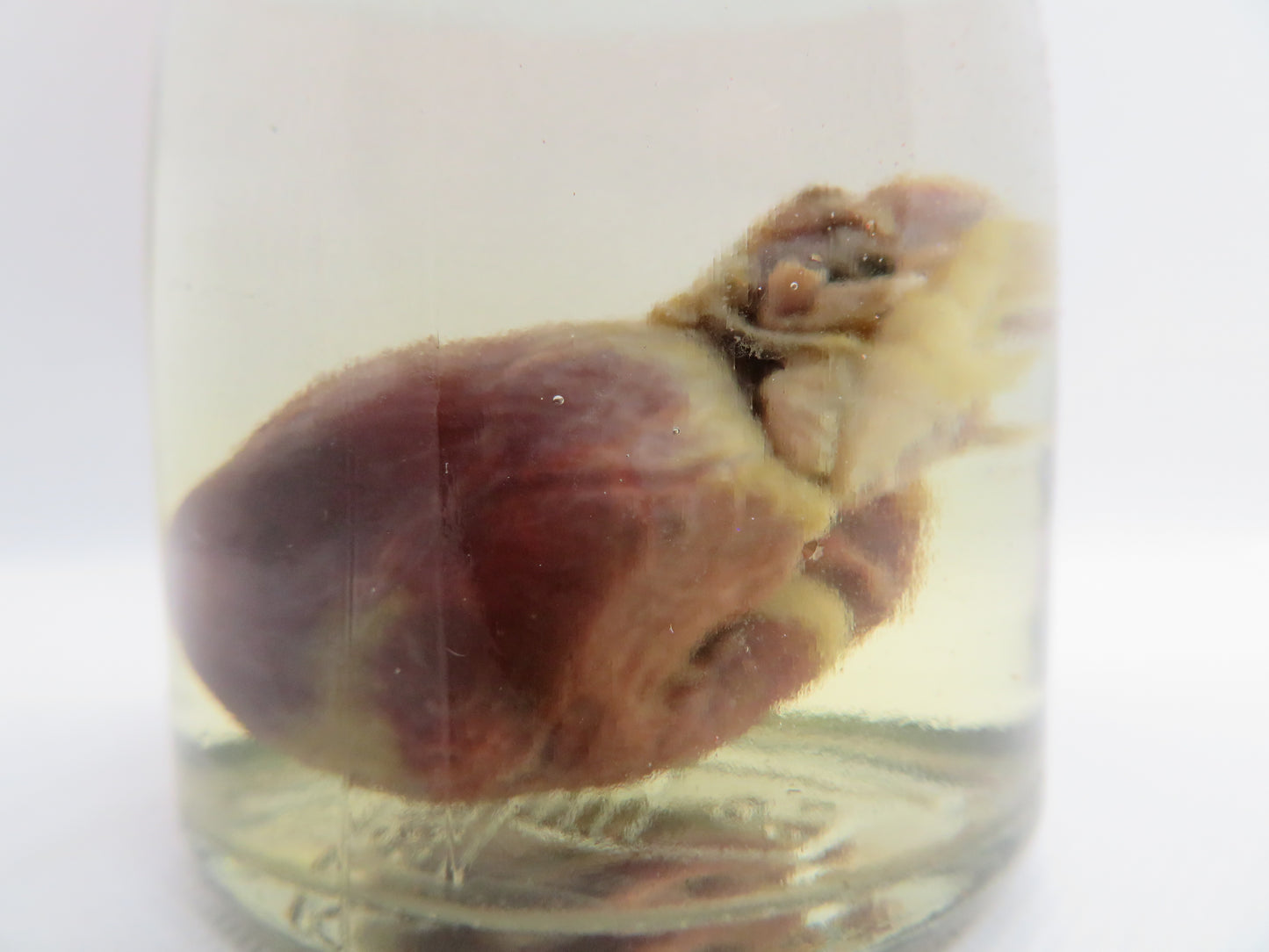 Raccoon Heart (Small) (A)