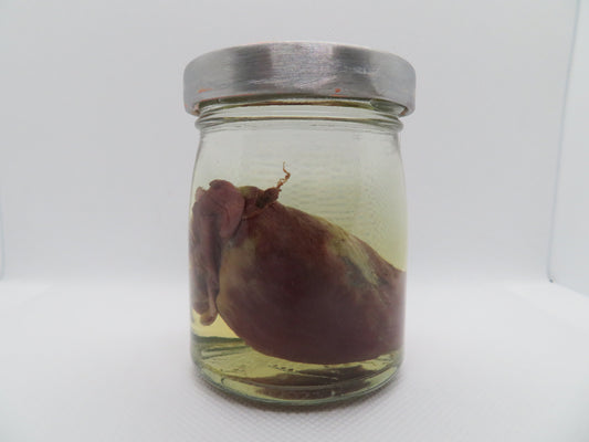 Raccoon Heart (Med) (C)