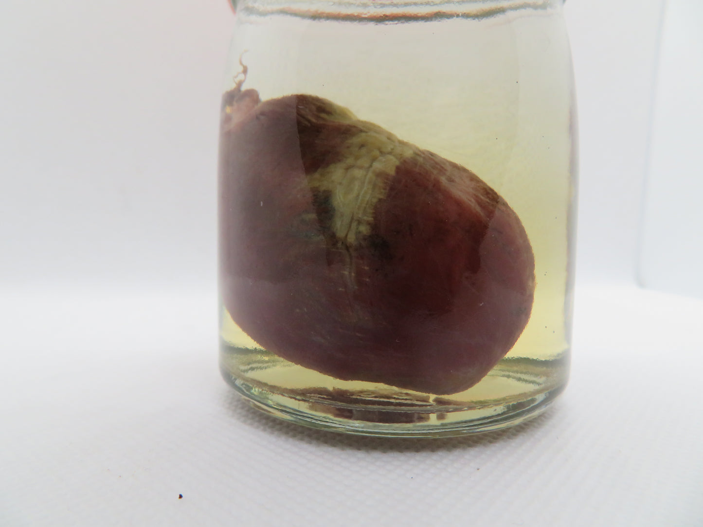 Raccoon Heart (Med) (C)