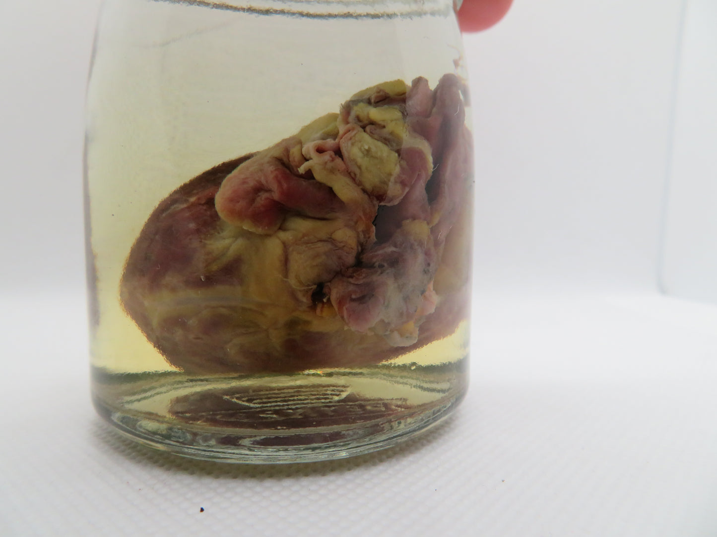 Raccoon Heart (Med) (C)