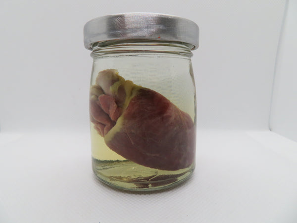 Raccoon Heart (Med) (D)