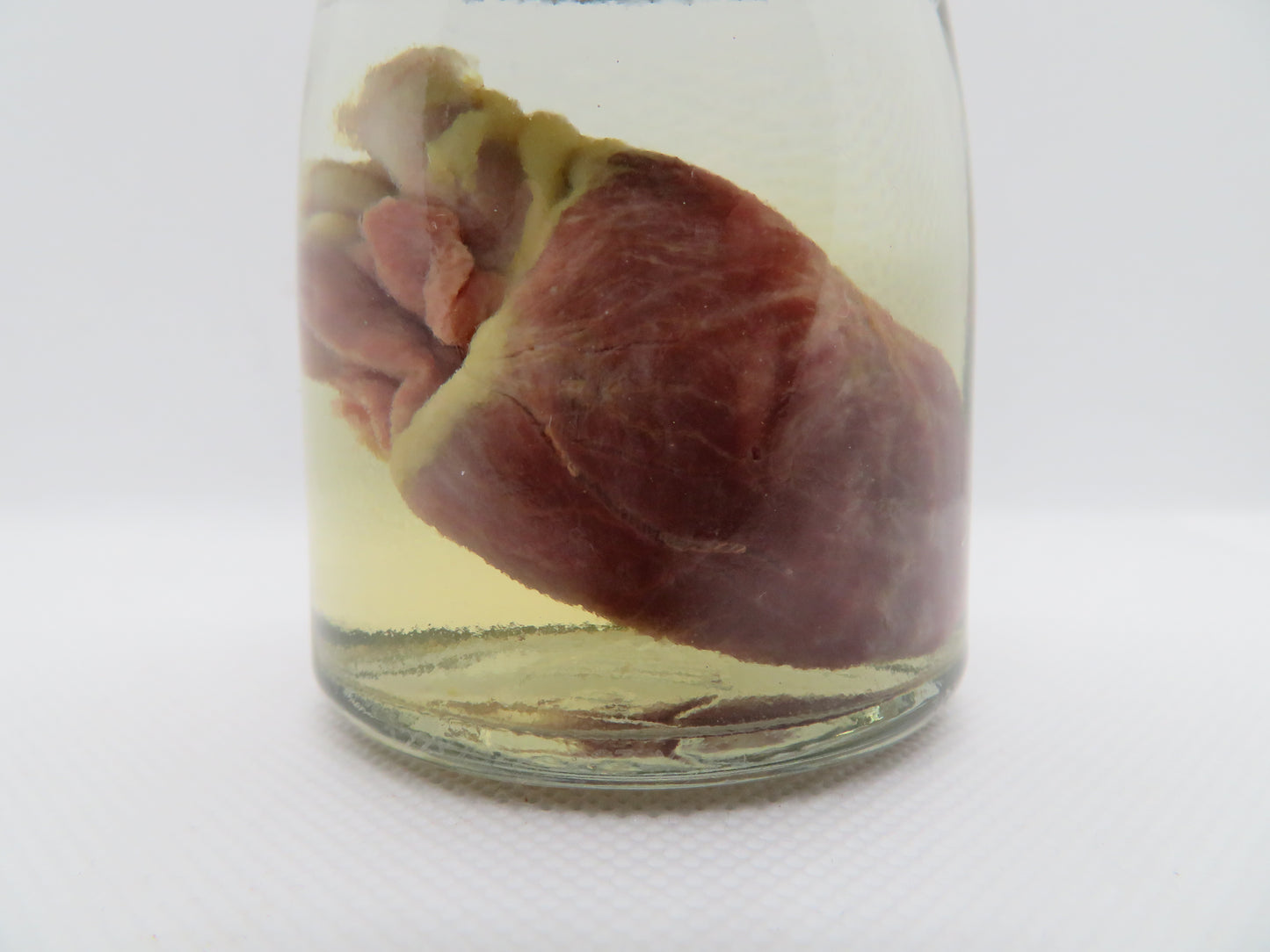 Raccoon Heart (Med) (D)