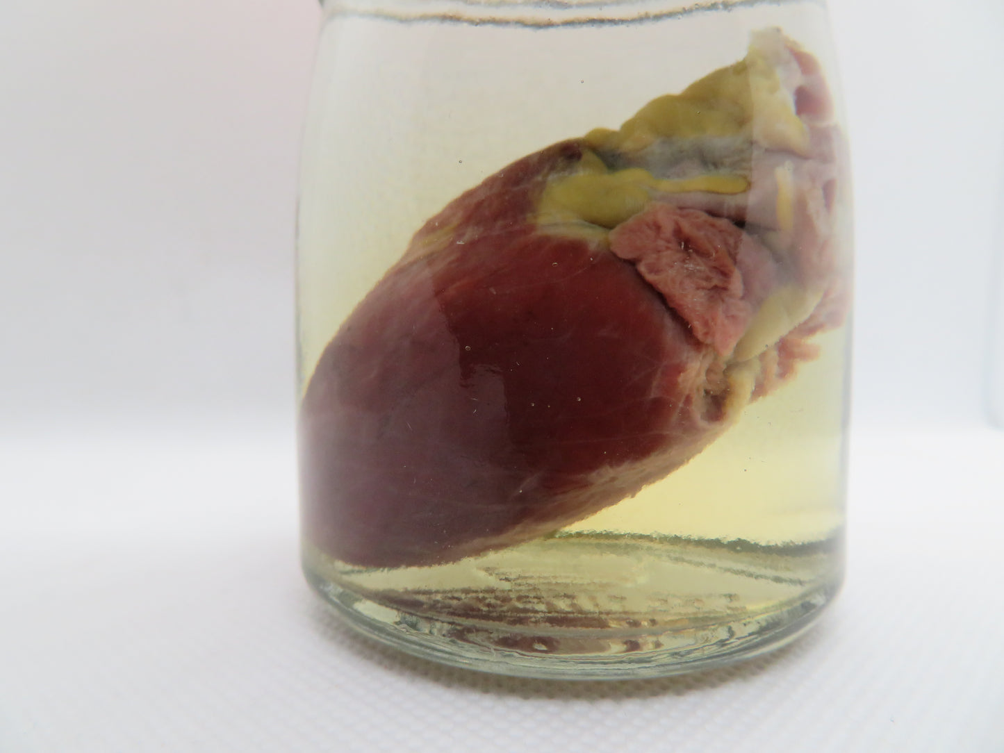 Raccoon Heart (Med) (D)