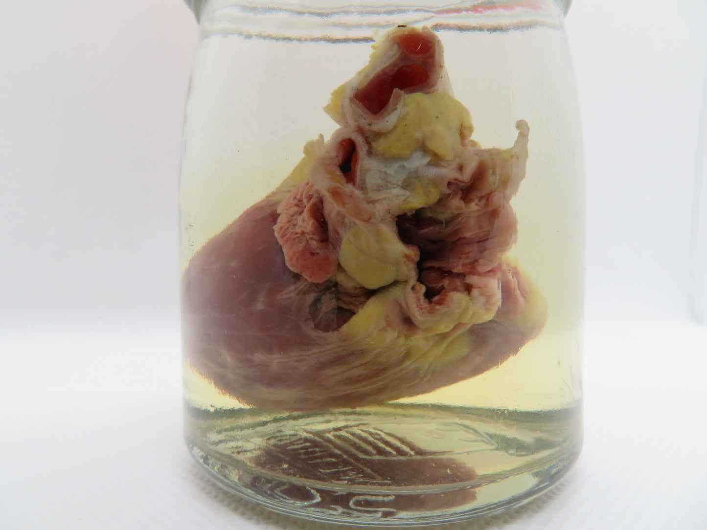 Raccoon Heart (Med) (D)