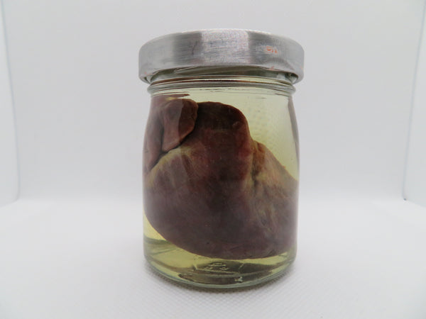 Raccoon Heart (large) (B) Small Jar