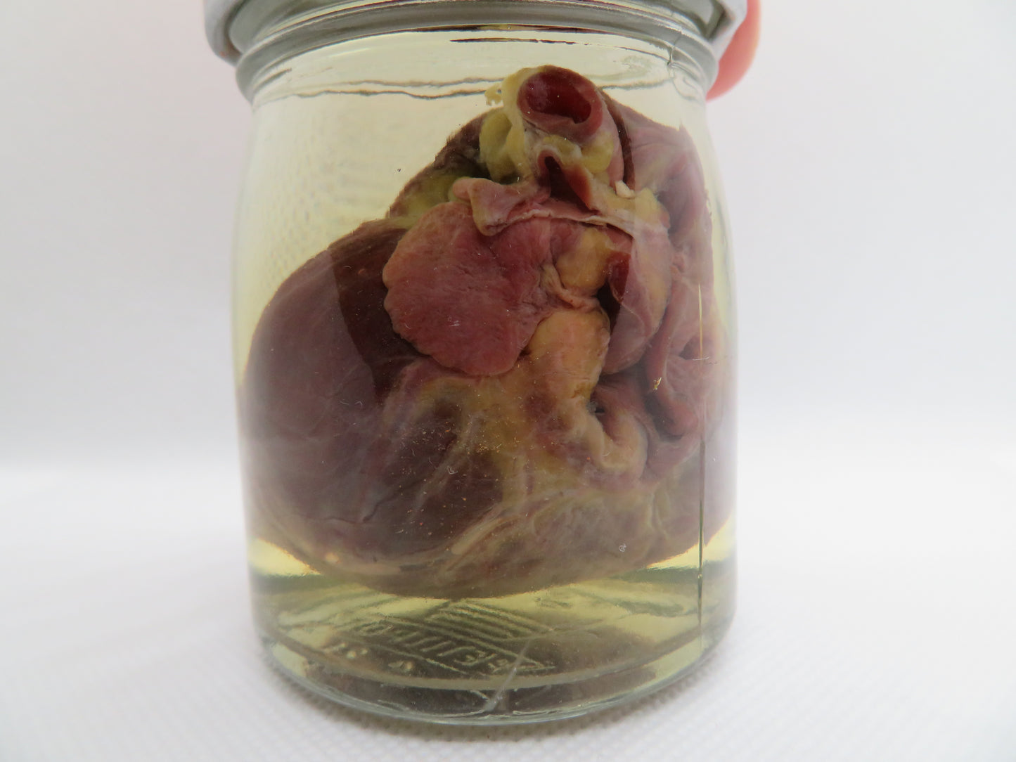 Raccoon Heart (large) (B) Small Jar