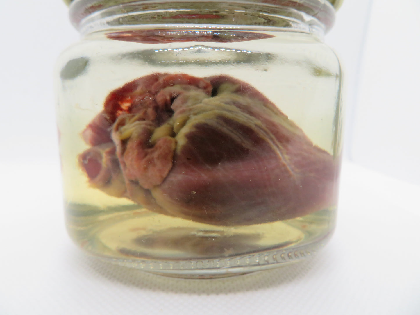 Raccoon Heart (Large) Square Jar W/ Bronze Cap