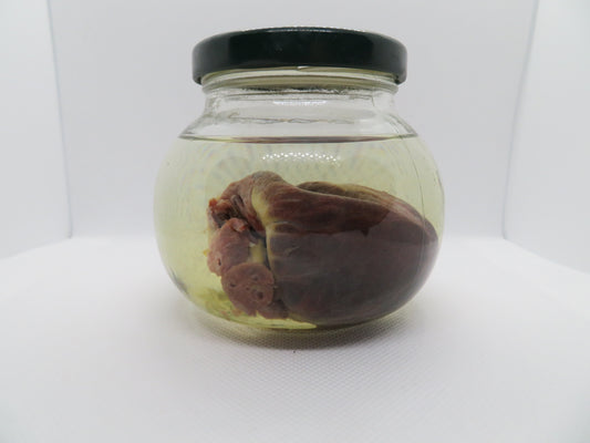 Raccoon Heart (Large) W/ Round Jar