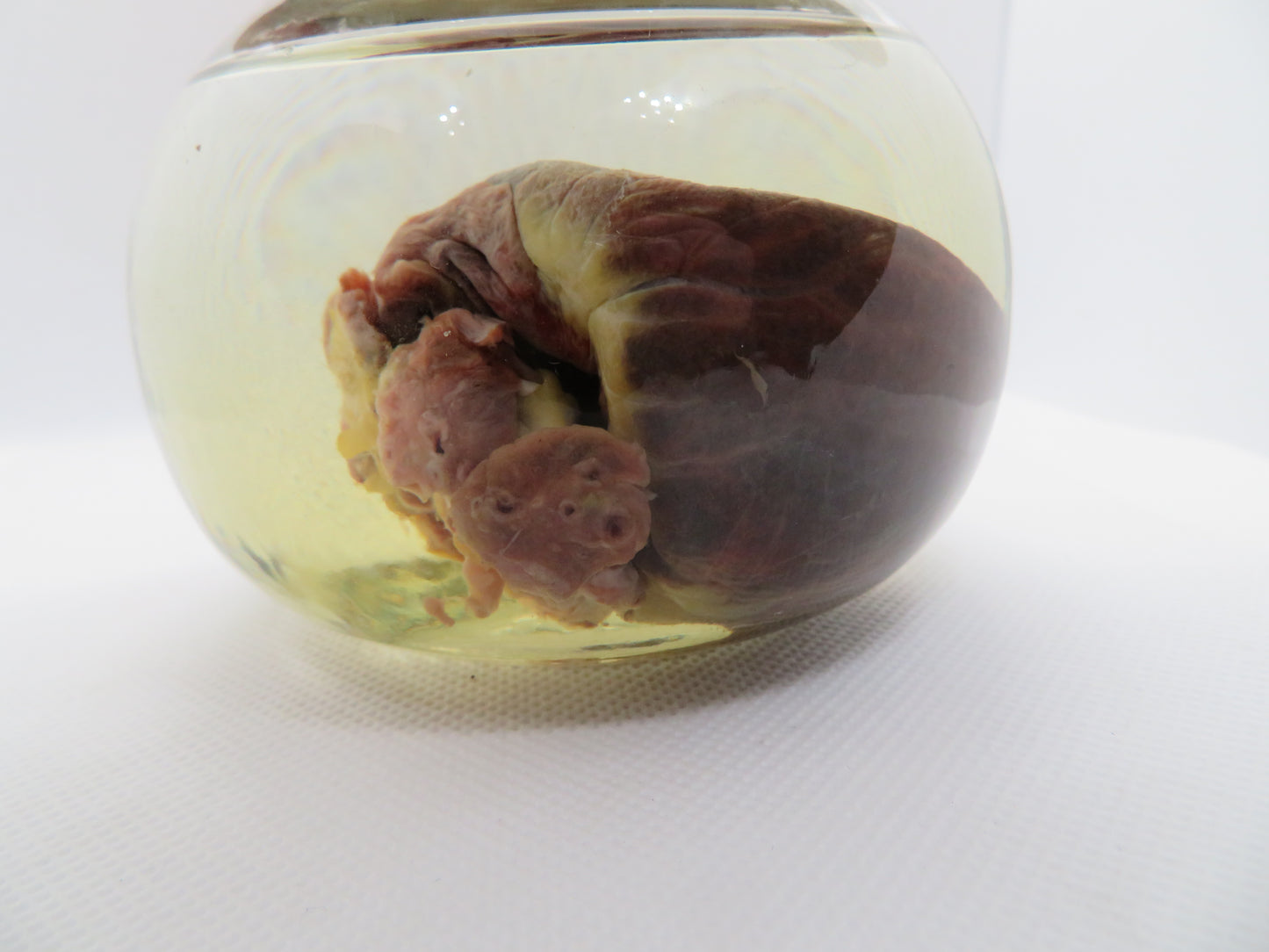 Raccoon Heart (Large) W/ Round Jar