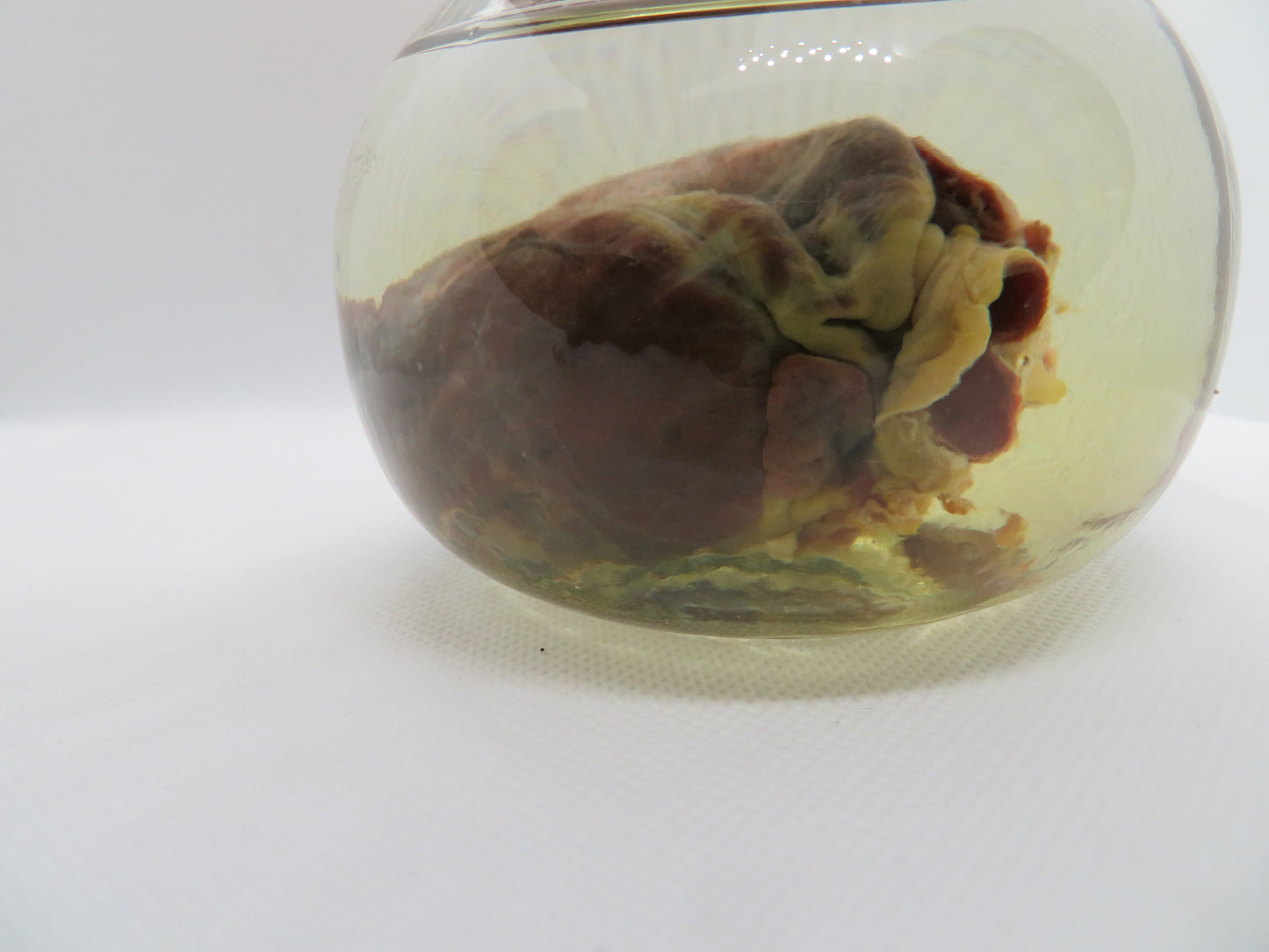 Raccoon Heart (Large) W/ Round Jar